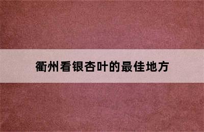 衢州看银杏叶的最佳地方